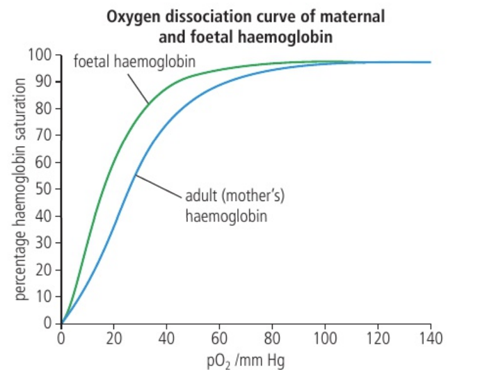 <p>At all meaningful levels of oxygen partial pressure, foetal haemoglobin is more highly saturated with oxygen</p>