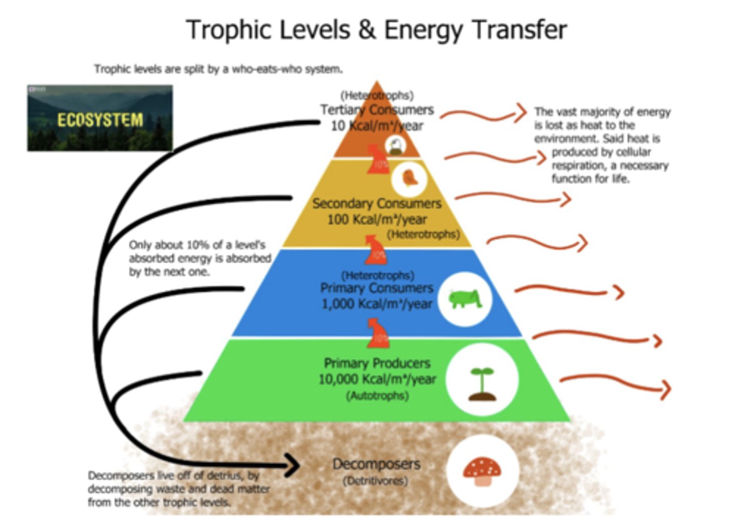<p>The vast majority of energy is lost as heat to the environment and said heat is produced by cellular respiration, a necessary function for life; only ab 10% of a level's absorbed energy is absorbed by the next</p>