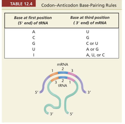 <p>the hypothesis that says normal base pairing can occur between nitrogenous bases in positions 1 and 2 of the codon and corresponding bases 2 and 3 in the anticodon. States the degeneracy of the genetic code. -read in 5&apos; to 3&apos; direction -complementary base pair rules are not strict with the tRNA -can be various codons that can pair with an anticodon because the 3rd position of the codon is not strict</p>