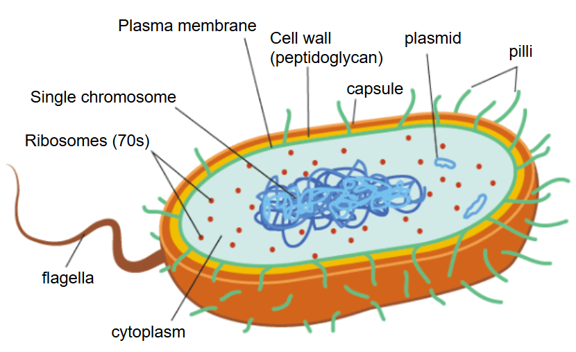 prokaryotic cell
