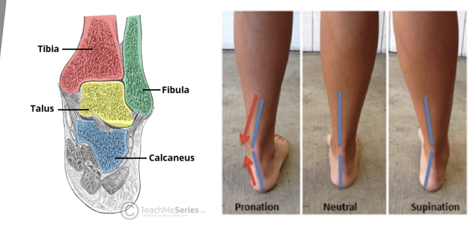 <p>Rearfoot/Hindfoot position</p>