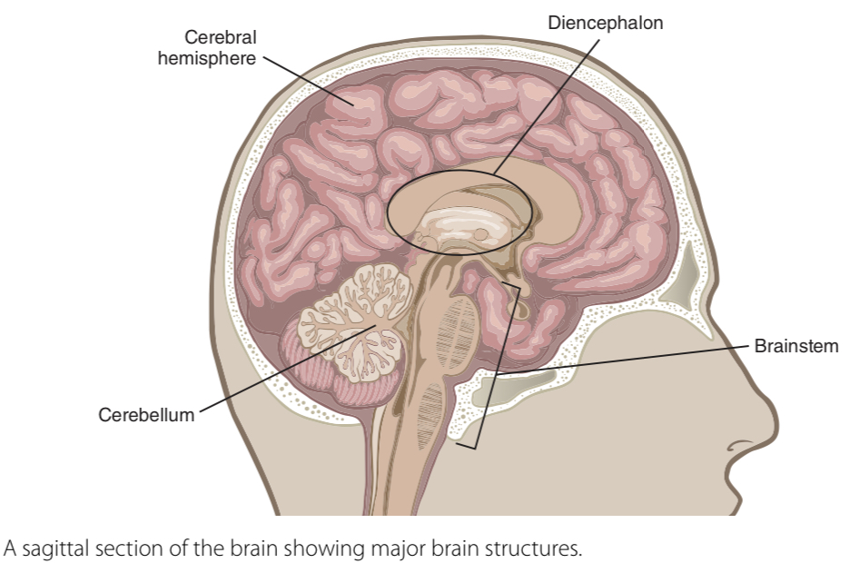 <p>Brainstem, cerebellum, diencephalon, cerebral hemispheres</p>