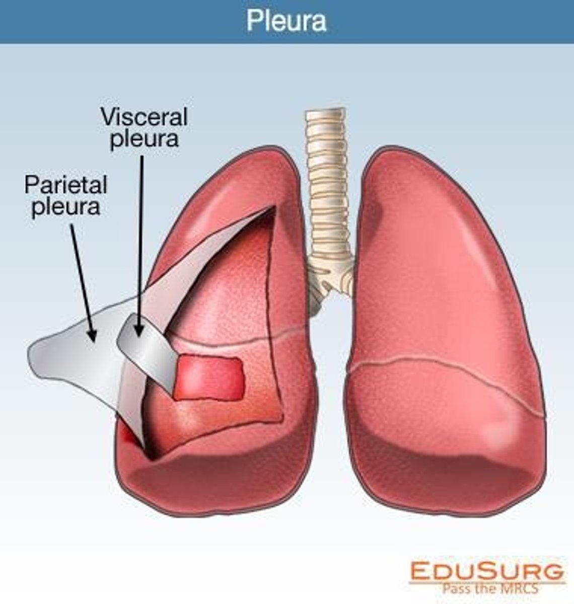<p>Covers the lungs.</p>