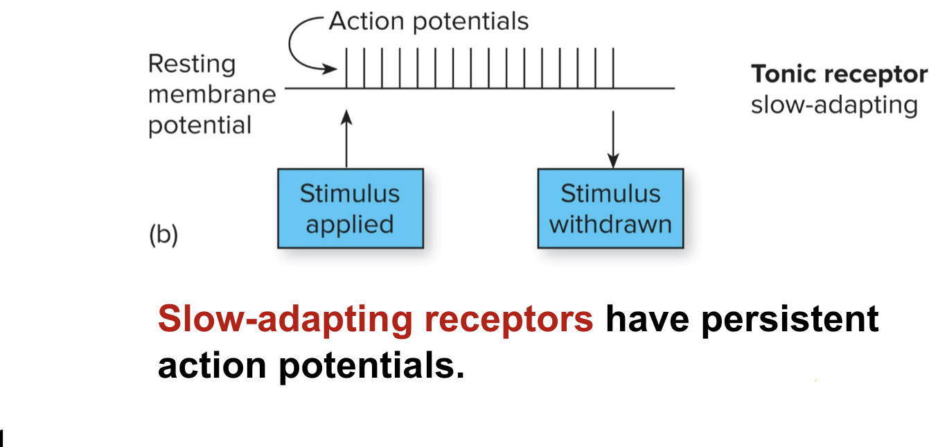 <p>where persistent action potential or a slow decrease of AP firings.</p><p>ex. receptors in a joint or muscle that maintains posture</p>