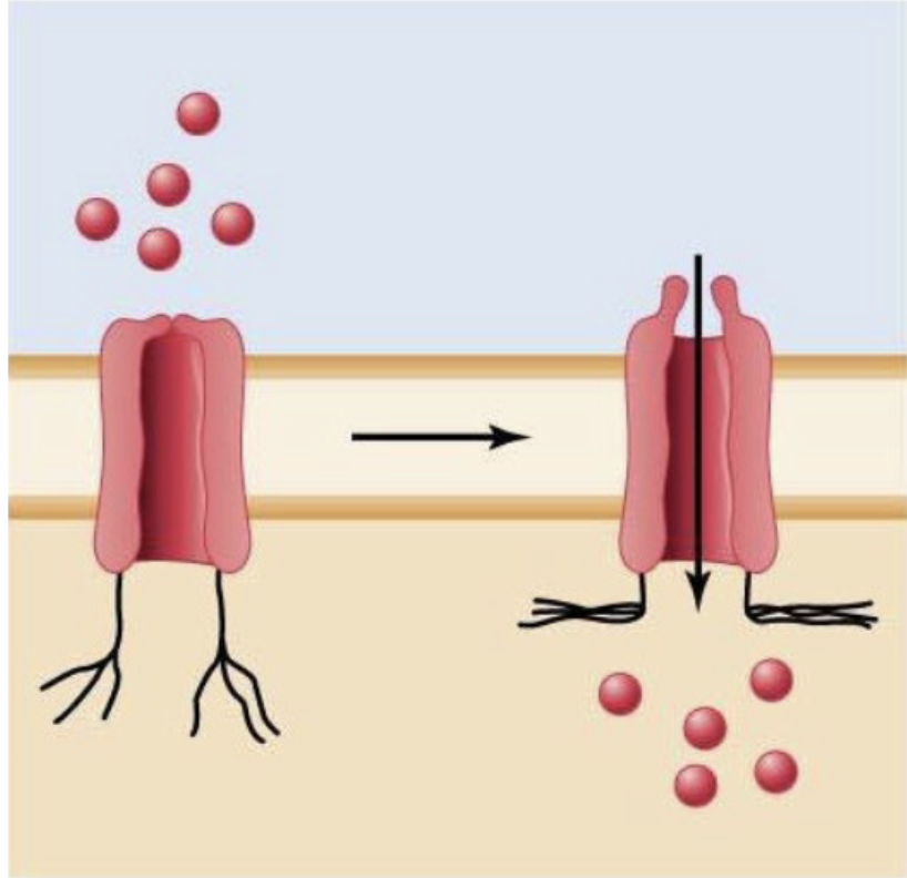 <p>Regulated by a physical change </p><p>ex: pressure</p>