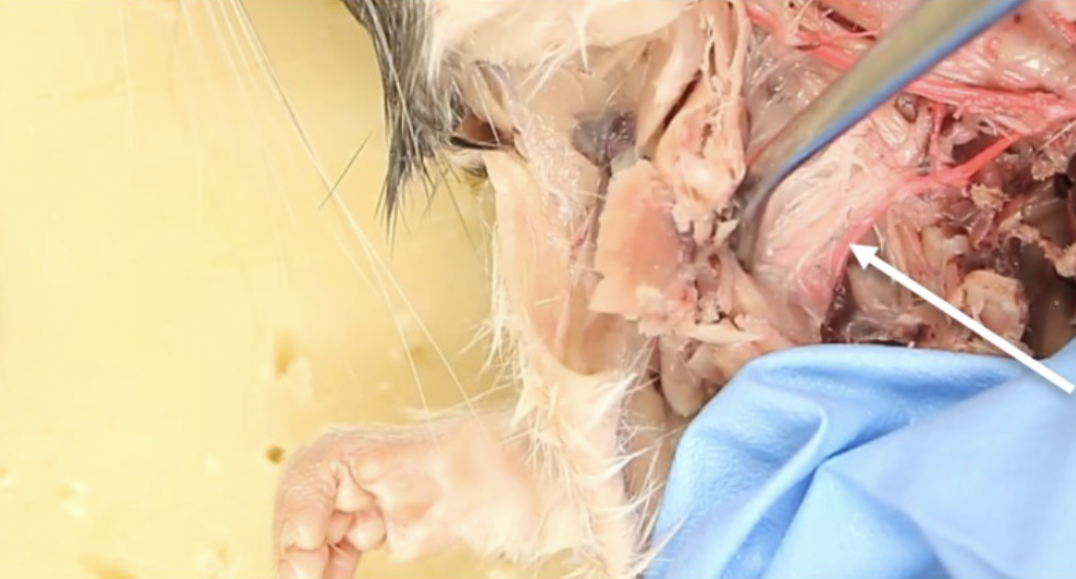 <p>What is this?</p>