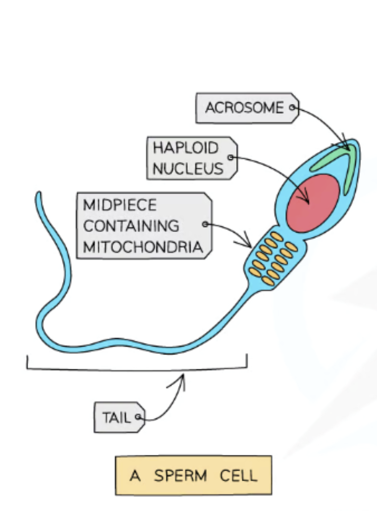 <p>Has a flagellum (tail): Enables it to swim to egg.</p><p>Contains enzymes in head region (acrosome): To digest through jelly coat and cell membrane of egg cell when it meets one.&nbsp;</p><p>Contains many mitochondria: Provide energy from respiration so flagellum can move back and forth for locomotion. </p>