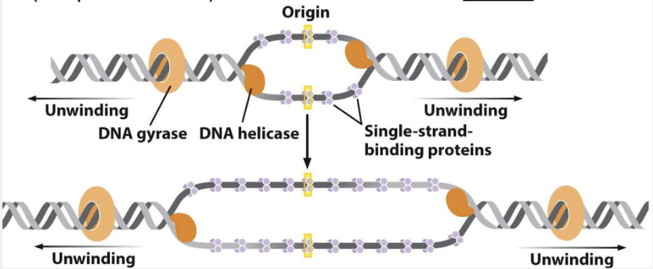 <p>helicase binds to the lagging strand and moves in the 5’ → 3’ direction to break H bonds, single stranded binding protein stabilize single stranded regions, DNA gyrase relieves torsional strain in front of each fork</p>