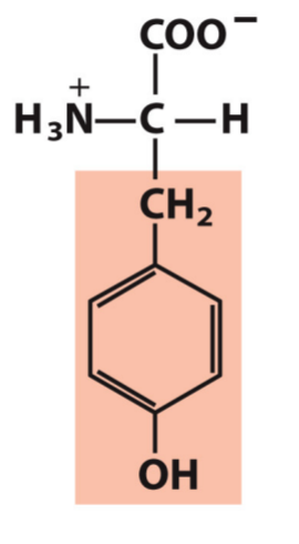 <p>Tyr, Y</p><p>Hydrophilic/Polar</p>