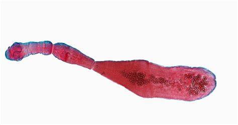 What type of species is this?