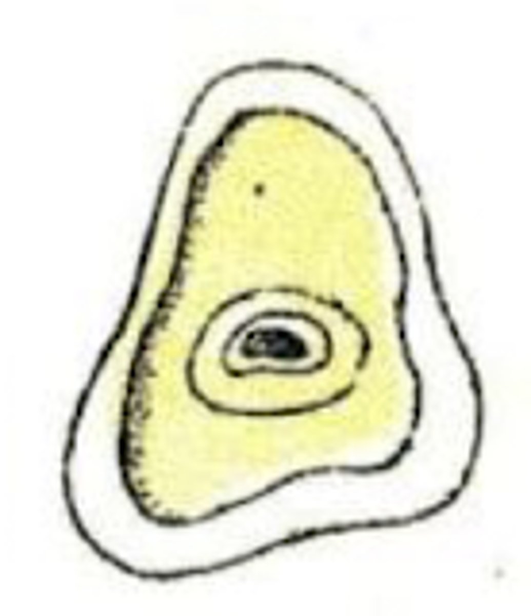 <p>What is the age of this horse?</p>