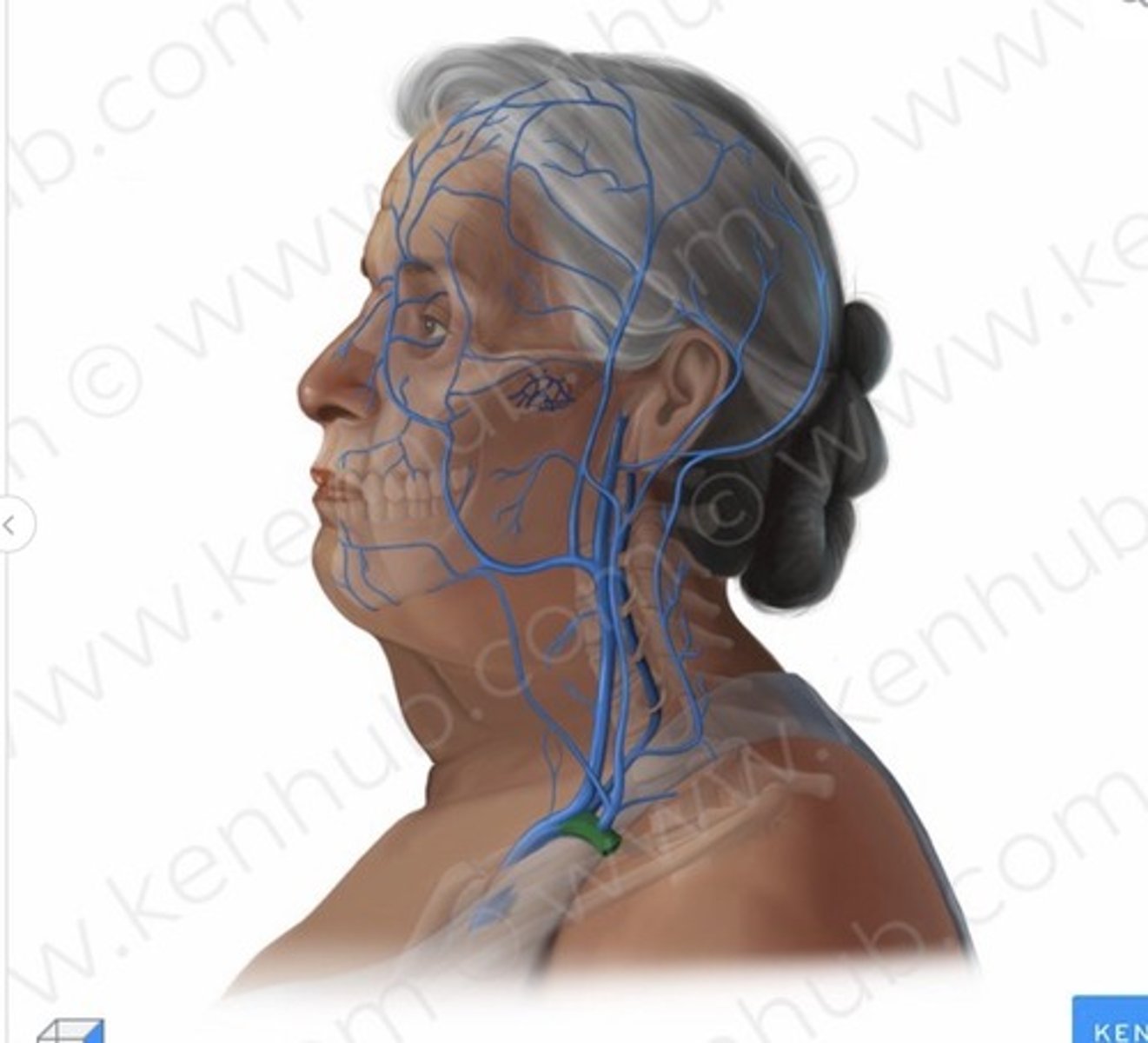 knowt flashcard image