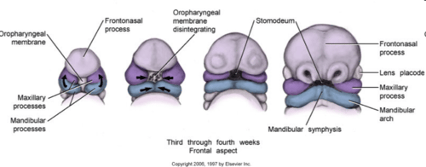 <p>tissue grows into <b>swellings on mandibular arch</b> on each side of stomodeum (4th week) --> <b>maxillary processes</b> --> <b>midface</b> (sides of upper lip, cheeks, secondary palate, posterior part of maxilla and its posterior teeth) and zygomatic bones and parts of temporal bones</p>