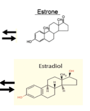 <p>Antalet OH-grupper. E2 är den vanligaste östrogenet (estradiol). </p>