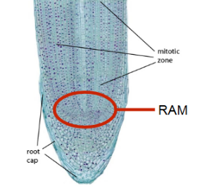 <p>protects the RAM as it grows through the soil</p>