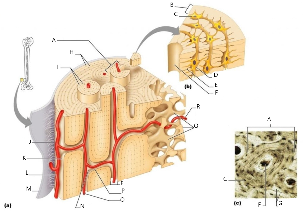 <p>In the picture above, the canaliculus is labeled as the letter ____.</p>