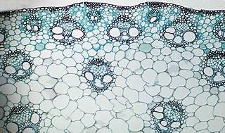 <ul><li><p>moves substances from the roots to the leaves</p></li><li><p>transports sugars from the leaves to other parts of the plants</p></li></ul>