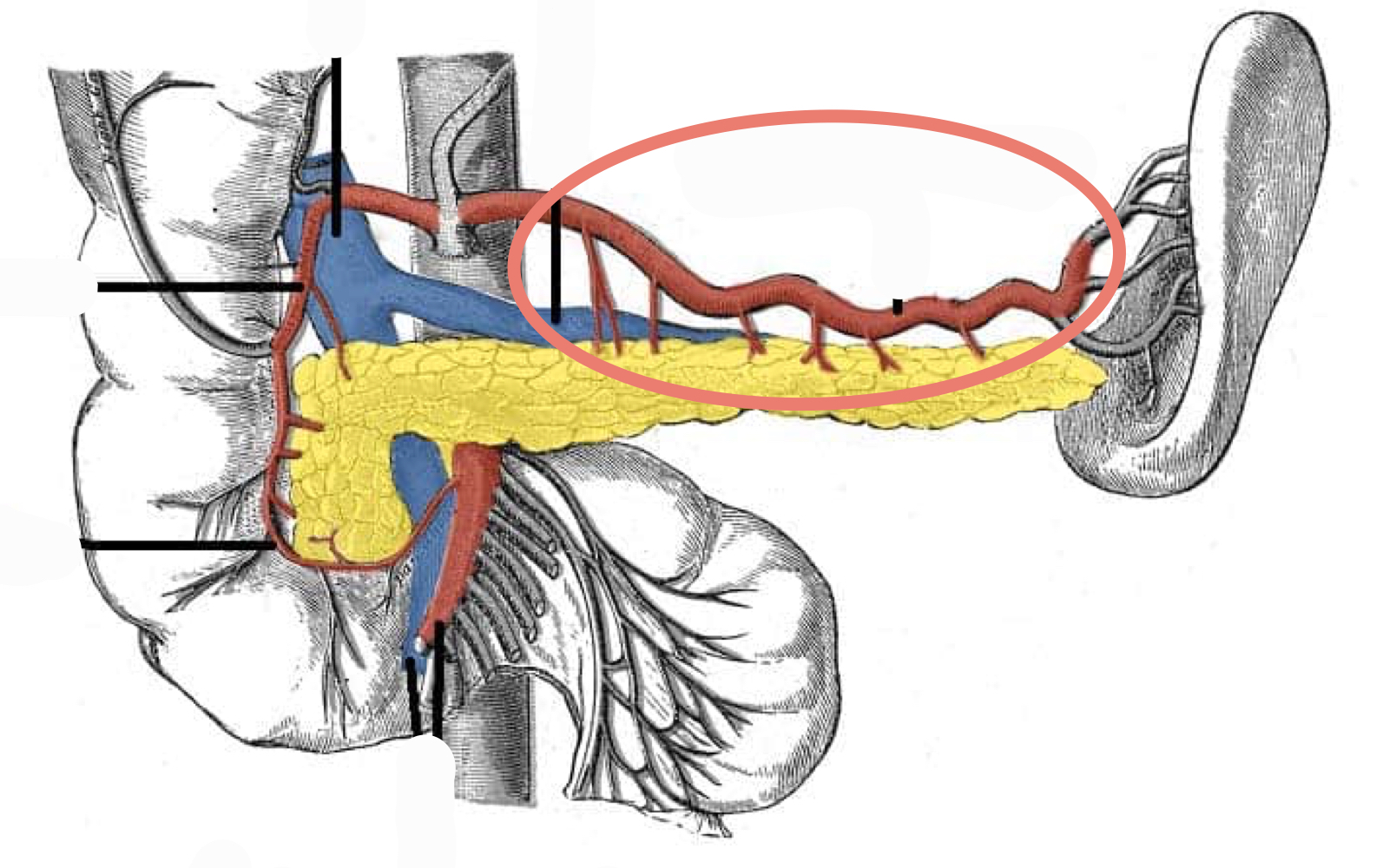 <p>A). Identify this structure<br>B). Which structure is this from?<br>C). What does it supply?</p>