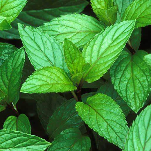 <p>natural pesticide, N/D</p>