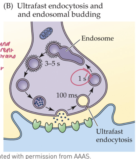 <ul><li><p><strong>Within ~50–100 ms</strong> of fusion, membrane is <strong>rapidly internalized</strong> near the active zone (<strong>no clathrin yet</strong>)</p></li><li><p>Internalized membrane forms an <strong>endosome</strong>; <strong>clathrin is used later</strong> to bud <strong>new synaptic vesicles</strong> from the endosome</p></li><li><p>Operates under <strong>typical activity</strong>; faster local retrieval than classical clathrin<br><span data-name="brain" data-type="emoji">🧠</span> <em>Takeaway:</em> <strong>Grab fast first (no clathrin), then rebuild vesicles from an endosome with clathrin.</strong></p></li></ul><p></p>