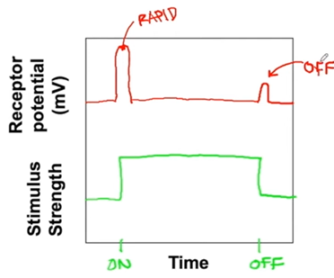 <p>-adapt rapidly to stimulus</p><p>-pressure receptors</p>