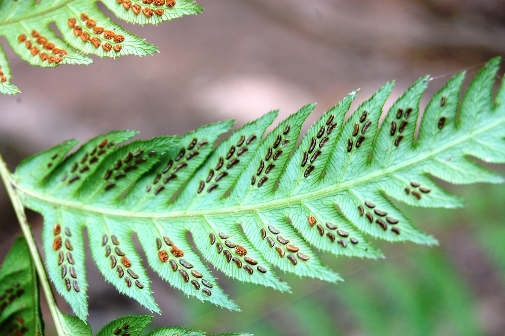 <p><em>Woodwardia fimbriata</em>, giant chain fern, Blechnaceae</p>