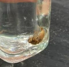 <p>What is the genus of this bot? It is an obligatory parasite of horses. The adult female lays eggs on the host's legs</p>