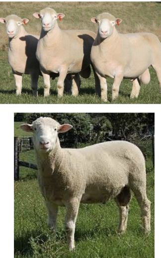 <p>Polled Dorset</p>