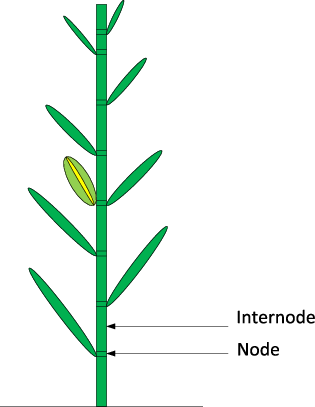 <p>nodes</p>