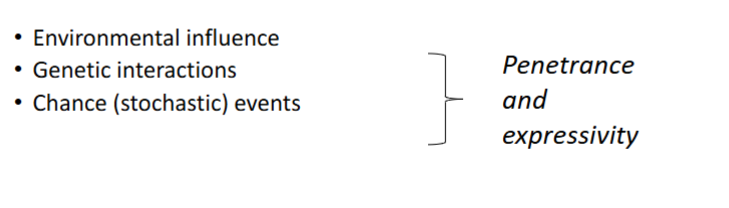 <p>False: Characters (phenotype) are <strong>never </strong>entirely Mendelian</p>
