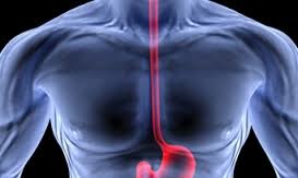 <p>A muscular tube that connects the mouth to the stomach</p><p>Performs peristalsis to pump the food through the tube</p>