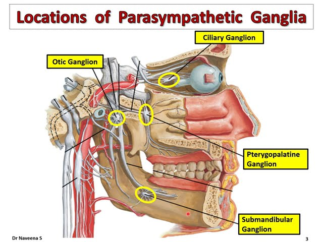 <ol><li><p><mark data-color="blue" style="background-color: blue; color: inherit">Ciliary ganglion (CNIII, Oculomotor)</mark>: Papillary sphincter muscle</p></li><li><p><mark data-color="blue" style="background-color: blue; color: inherit">Pterygopalatine ganglion (CNVII, Facial)</mark>: Tear glands</p></li><li><p><mark data-color="blue" style="background-color: blue; color: inherit">Submandibular ganglion (CNVII, Facial): </mark>Submandibular &amp; sublingual glands</p></li><li><p><mark data-color="blue" style="background-color: blue; color: inherit">Otic ganglion (CNIX, Glossopharyngeal):</mark> Parotid glands</p></li></ol><p></p>