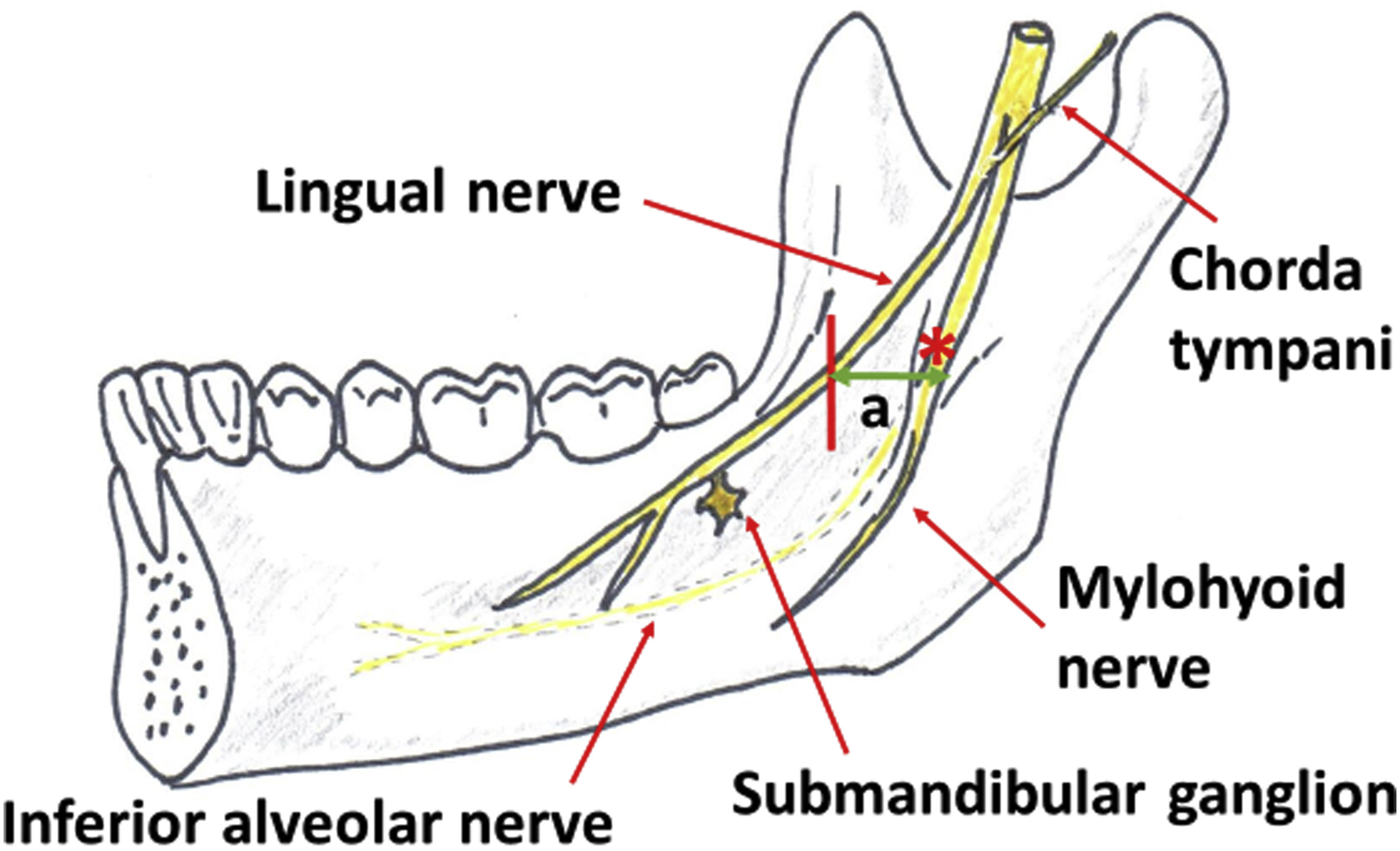 <p>Lingual nerve</p>