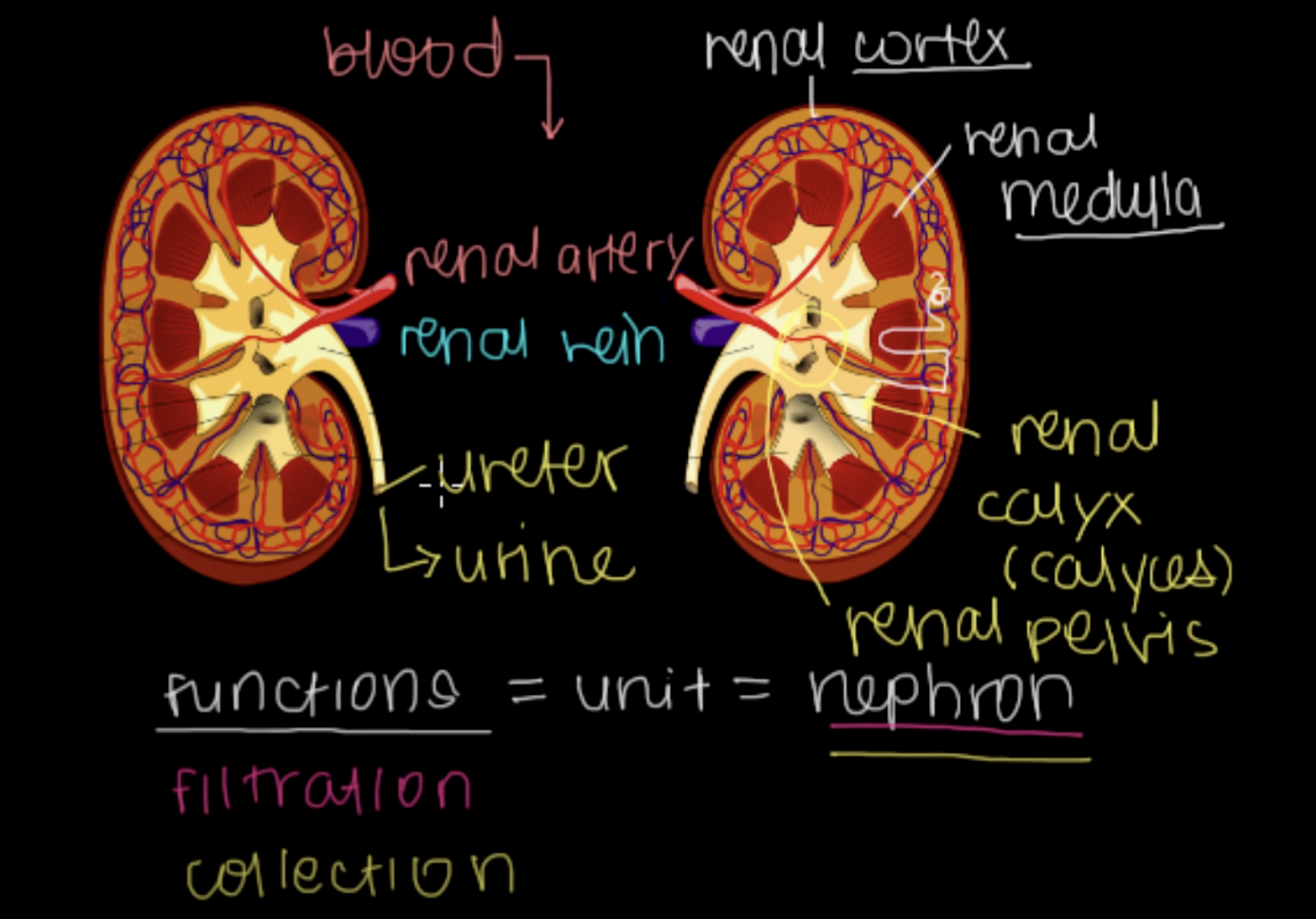 <p>it exits through ureter</p>