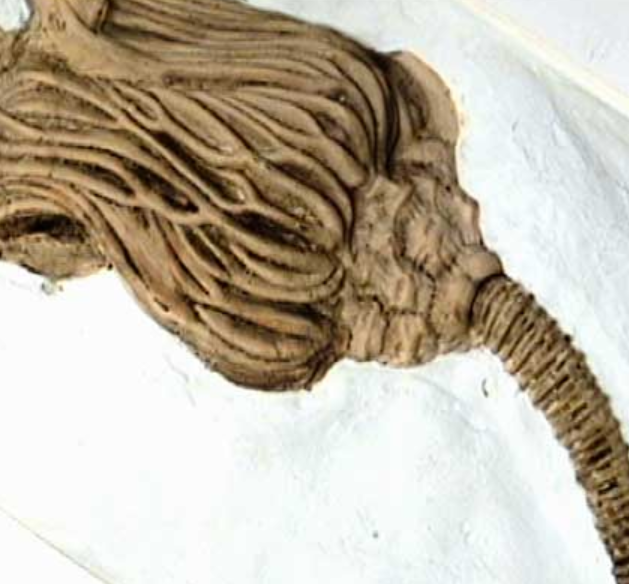 <p>what class is a sea lily?</p>