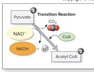 <p>-Each pyruvate is transported into the mitochondria and prepared for entrance into the Krebs cycle by conversion to a<mark data-color="green" style="background-color: green; color: inherit;"> two-carbon compound (acetyl group)</mark> followed by the addition of coenzyme A (CoA) to form <strong><mark data-color="yellow" style="background-color: yellow; color: inherit;">acetyl CoA</mark></strong>.</p><p>-Thus, our first CO2 molecule is released.</p><p><mark data-color="red" style="background-color: red; color: inherit;">-</mark><strong><mark data-color="red" style="background-color: red; color: inherit;">Coenzyme A</mark></strong><mark data-color="red" style="background-color: red; color: inherit;"> is derived from </mark><strong><mark data-color="red" style="background-color: red; color: inherit;">pantothenic acid, </mark></strong><mark data-color="red" style="background-color: red; color: inherit;">a B vitamin (*no known UL; ushers molecule to next step/Krebs)</mark></p><p><mark data-color="red" style="background-color: red; color: inherit;">-The </mark><strong><mark data-color="red" style="background-color: red; color: inherit;">decarboxylation</mark></strong><mark data-color="red" style="background-color: red; color: inherit;"> (remove C) of pyruvate requires </mark><strong><mark data-color="red" style="background-color: red; color: inherit;">thiamin </mark></strong><mark data-color="red" style="background-color: red; color: inherit;">(B vit) and </mark><strong><mark data-color="red" style="background-color: red; color: inherit;">magnesium.</mark></strong></p><p>*could be glucose, protein, or fat</p>
