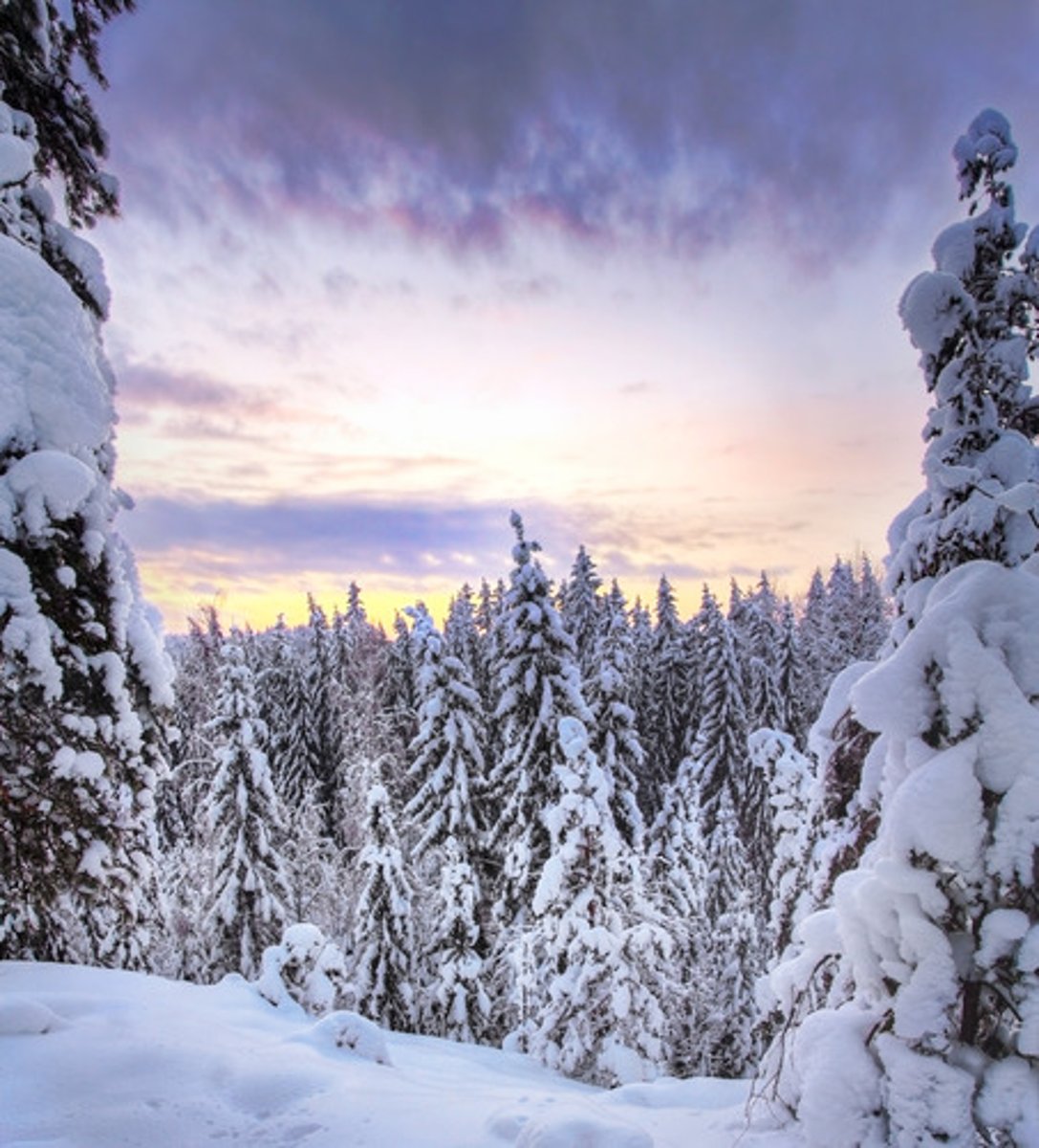 <p>long, cold winters with</p><p>low precipitation (snow)</p>