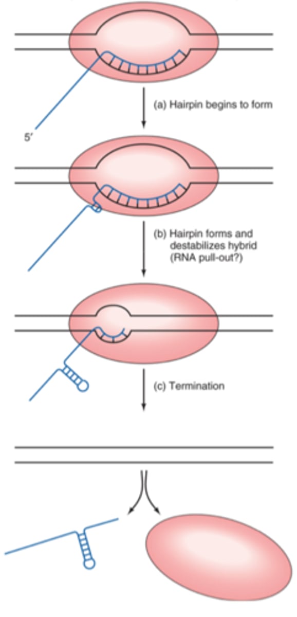 <p>physical modified structure of RNA transcript terminates transcription</p><p>----------------------</p><p>stem-loop structure pulls off RNA transcript from the RNA polymerase complex thereby terminating the transcription</p>