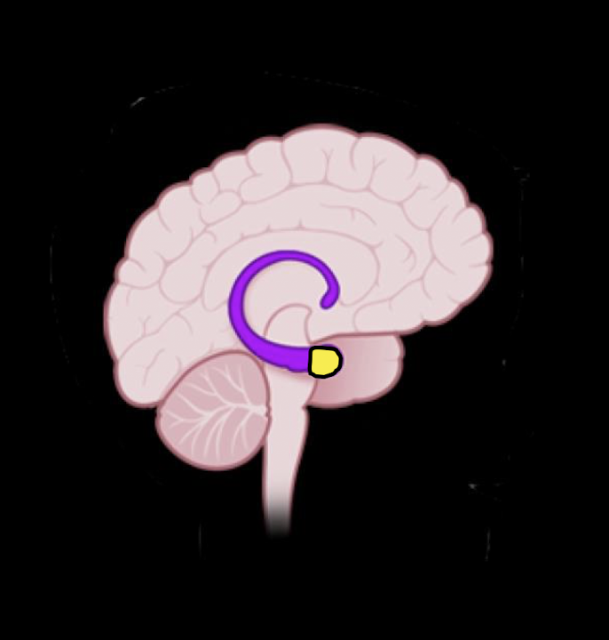 <ul><li><p><strong>(0-10 yrs)</strong></p></li><li><p>Importance of incoming information w memory</p></li></ul><p></p>