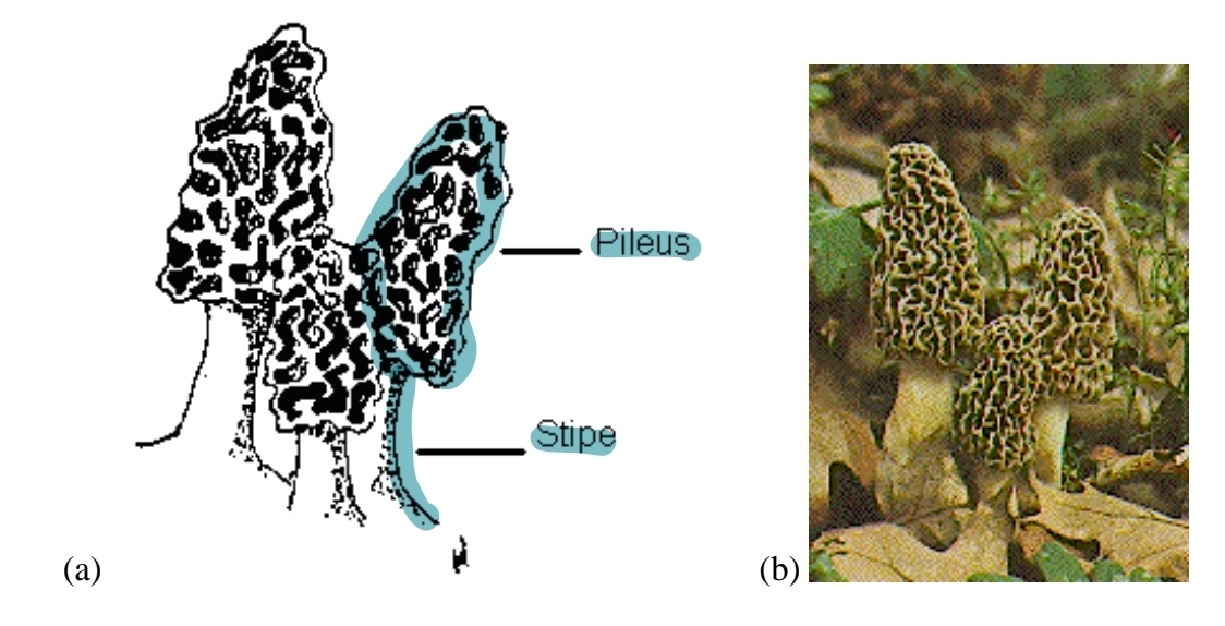 <p>other examples of sexual reproduction in ascomycota - Morels</p>