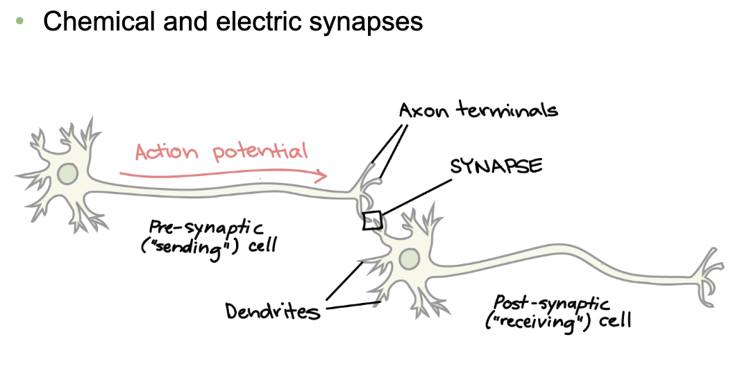<p>1) </p><ul><li><p>An AP travels down the axon of the presynaptic (sending) neuron</p></li><li><p>It reaches the axon terminals</p></li><li><p>The synapse is the area between the presynaptic axon terminal and the postsynaptic dendrite (or soma) → where cell-to-cell communication happens</p></li><li><p>The postsynaptic (receiving) neuron gets the signal at its dendrites</p></li></ul><p></p><p>2) </p><ul><li><p><strong>Electrical synapse: </strong></p><ul><li><p>Pass electrical signals through gap junctions </p></li><li><p>Ions flow directly between cells</p></li><li><p>Very fast</p></li><li><p>Bidirectional</p></li><li><p>Synchronizes the activity of a network of cells </p></li></ul></li><li><p><strong>Chemical synapse:</strong></p><ul><li><p>Neurotransmitters released into the synaptic clef </p></li><li><p>Bind receptors on postsynaptic cell </p><ul><li><p>Target cell must have matching receptor </p></li></ul></li><li><p>Slower</p></li><li><p>Unidirectional</p></li><li><p>Highly modifiable </p></li></ul></li></ul><p></p>