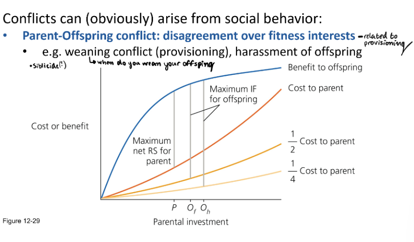 <p>Conflicts can arise from social behavior:</p><ul><li><p><strong>Parent-Offspring Conflict: </strong>disagreement over fitness interests - related to provisioning.</p><ul><li><p>Weaning conflict (provisioning - who gets what), harassment of offspring.</p></li></ul></li><li><p>Siblicide in some species of birds &amp; mammals</p><ul><li><p>Blue-footed boobies try to prevent siblicide and have more complex siblicide dynamics than masked boobies.</p><ul><li><p>Clutch of ~ 2 chicks. BFB will help their siblings survive. BFB parents will save their chicks. MB wonn’t stop siblicide.</p></li></ul></li><li><p>MB. Have older siblings. 10 days between births. Pushes younger sibling out of nest so that they can have all of the provisions.</p></li></ul></li></ul><p>Kin selection depends on <strong>indirect fitness</strong> because it favors behaviors that help relatives reproduce, thereby passing on shared genes. While <strong>direct fitness</strong> comes from an individual’s own offspring, <strong>indirect fitness</strong> comes from aiding relatives’ reproduction. Kin selection acts when the gain in indirect fitness outweighs the cost to direct fitness, increasing overall <strong>inclusive fitness</strong>.</p><p>Non-kin cooperation and Conflict</p><ul><li><p><strong>Reciprocity = </strong>exchange of favors that ultimately benefit both participants, e.g. baboons, humans. </p></li><li><p>Mean cooperation with money experiment. Kids in classes given 20 dollars. can give one up to give all 4 memebers of group 0.4 of a dollar. if everyone does this - end up with 36. </p><ul><li><p>With punishment - donate more.</p></li><li><p>Without punishment - donate less.</p></li></ul></li></ul><p></p>