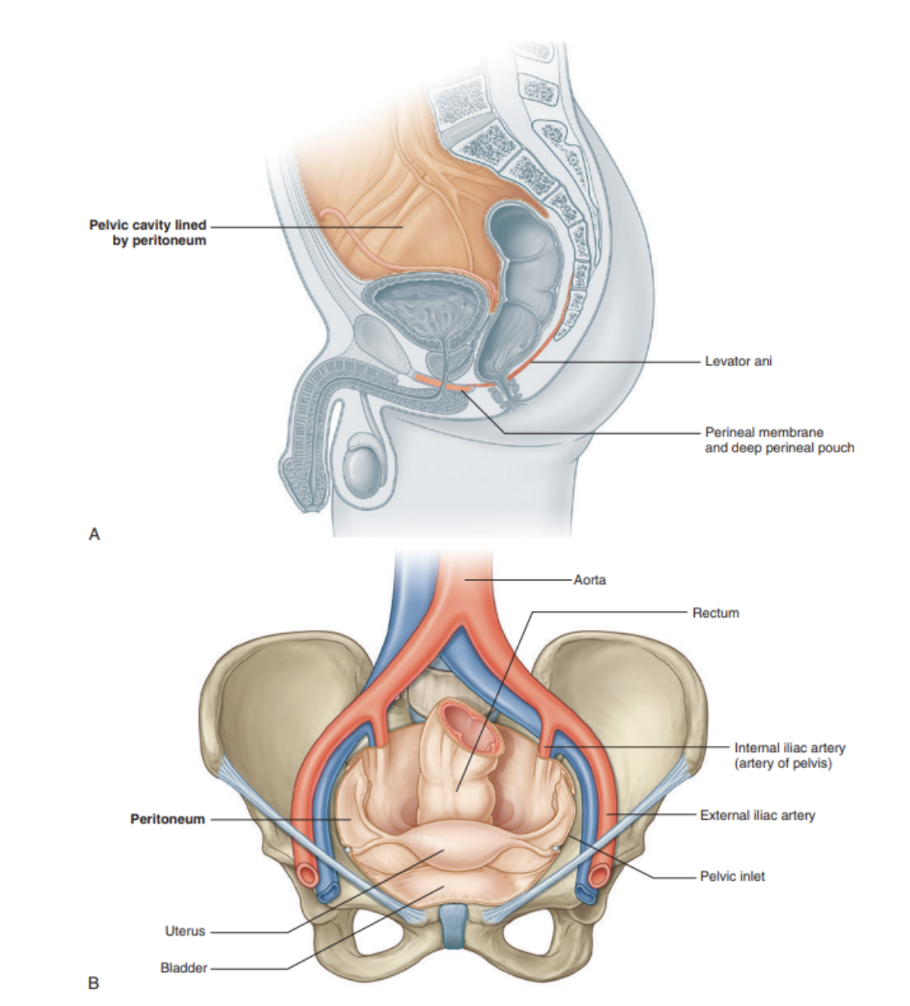 <ul><li><p>Covered by the peritoneum continuous with that of the abdominal cavity that drapes over the superior aspects of the pelvic viscera, but in most regions doesn’t reach the pelvic floor </p></li><li><p>The pelvic viscera are located in the midline of the pelvic cavity — bladder anterior &amp; rectum posterior, with the uterus (in women) lying between them </p><ul><li><p>Other structures, such as vessels &amp; nerves, lie deep to the peritoneum in association with the pelvic walls on either side of the pelvic viscera</p></li></ul></li></ul>