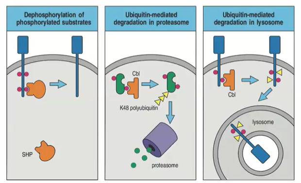 <ul><li><p>Ubiquitination targets proteins for degradation, shutting off signaling.</p></li><li><p>Polyubiquitinated cytosolic proteins go to the proteasome.</p></li><li><p>Polyubiquitinated membrane-bound proteins are sent to the lysosome.</p></li></ul><p></p>