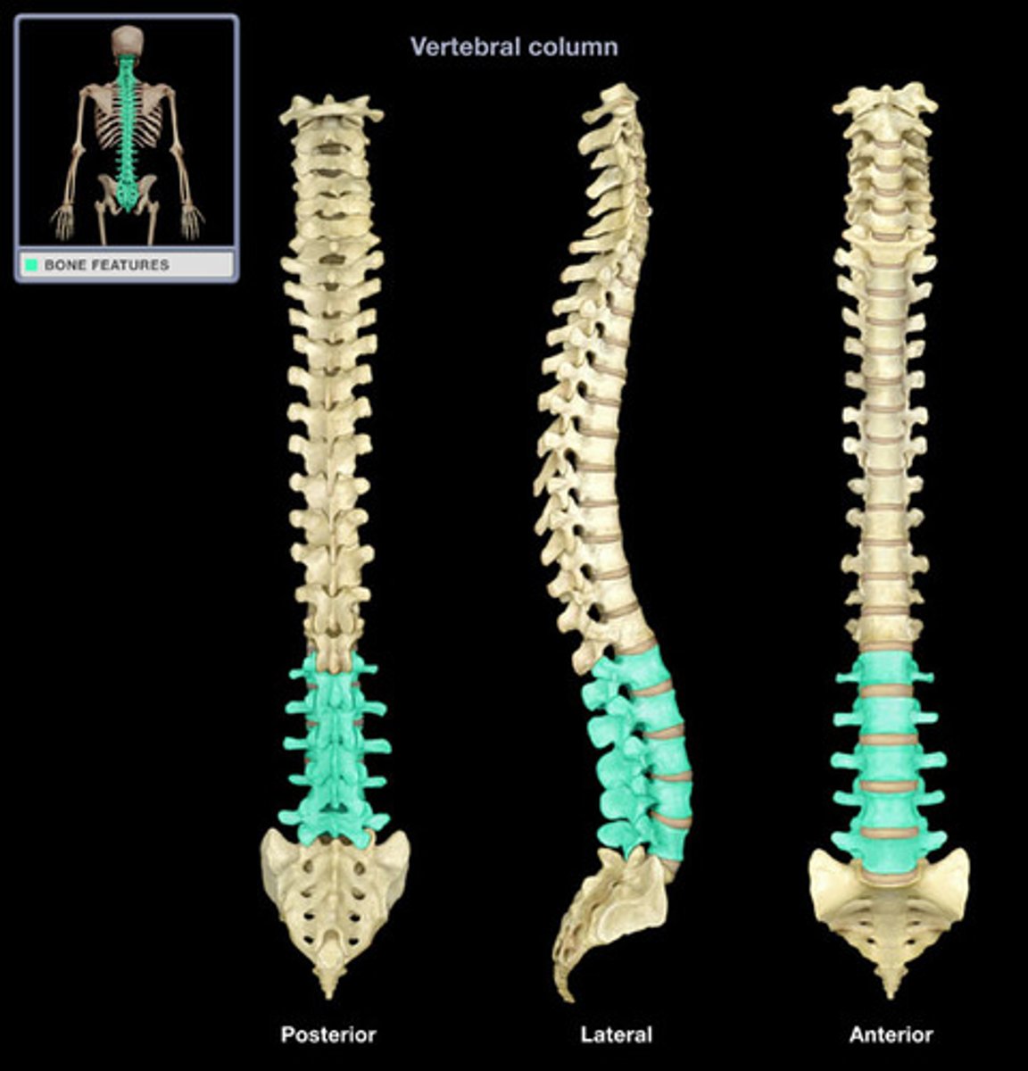 <p>Bodies massive, spinous processes much heavier & broader, height of lamina is less than body, transverse processes are long & slander, L1-L5</p>