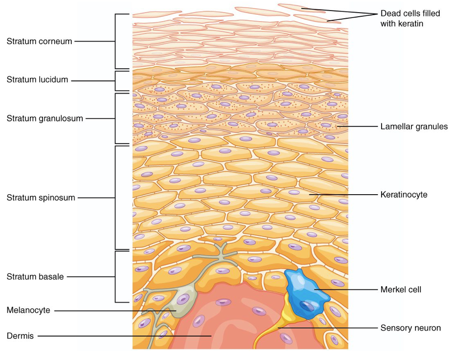 <p>Protecting the body from the outside as the outermost layer, keeping your skin hydrated, producing new skin cells, and determining your skin color.</p><p></p><p>The epidermis consists of stratified squamous epithelium arranged in layers or strata. The layers are:</p><ul><li><p><strong>Stratum corneum</strong></p></li><li><p><strong>Stratum lucidum</strong></p></li><li><p><strong>Stratum granulosum</strong></p></li><li><p><strong>Stratum spinosum</strong></p></li><li><p><strong>Stratum basale</strong></p></li></ul><p></p><p><strong>C</strong>ome <strong>L</strong>ets <strong>G</strong>et <strong>S</strong>un <strong>B</strong>urned</p>