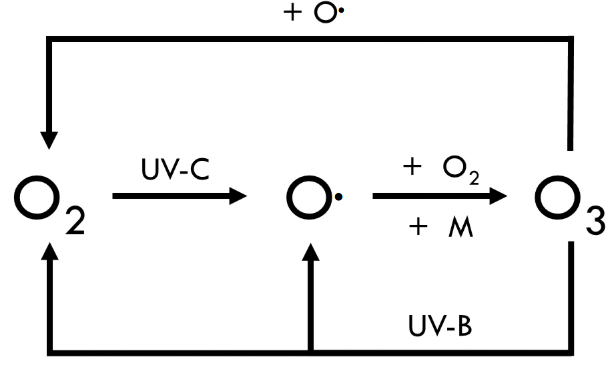 <ul><li><p><span style="font-family: &quot;Libre Franklin&quot;, sans-serif;">the <strong>photochemical</strong> <strong>reactions</strong> conducted in the stratosphere that describe the <strong>formation</strong> and <strong>destruction</strong> of <strong>ozone </strong>(O</span><sub>3</sub><span style="font-family: &quot;Libre Franklin&quot;, sans-serif;">)</span></p></li></ul><p></p>