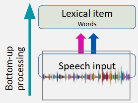 <p>faciliatory signals are sent to the cohort of initial items in the lexicon that match the speech input, while inhibitory signals are sent to words that don’t match speech input</p><ul><li><p>this process of sending signals from speech input to the lexicon is bottom-up</p></li></ul><p></p>