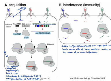 <p>The CRISPR mechanism involves a system used by bacteria to defend against viral infections, utilizing RNA to guide the Cas9 protein in cutting specific DNA sequences. </p>