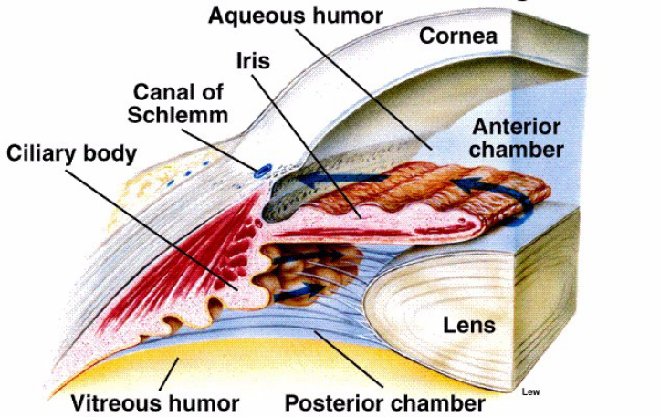 <p>Vitreous Humor</p>